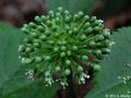 Panax quinquefolius